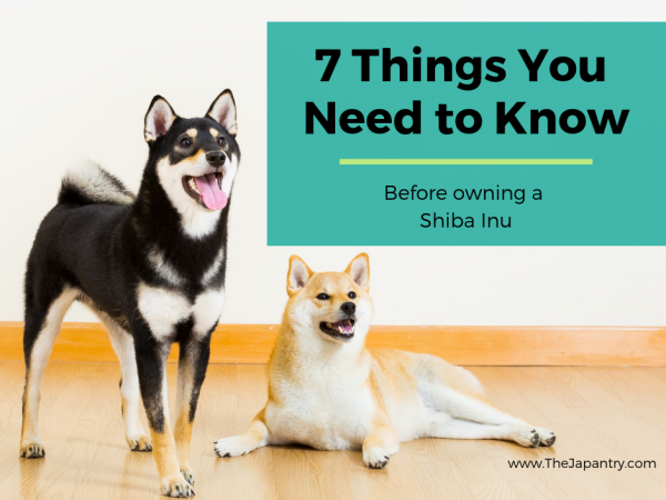 what do i need to know about owning a dog