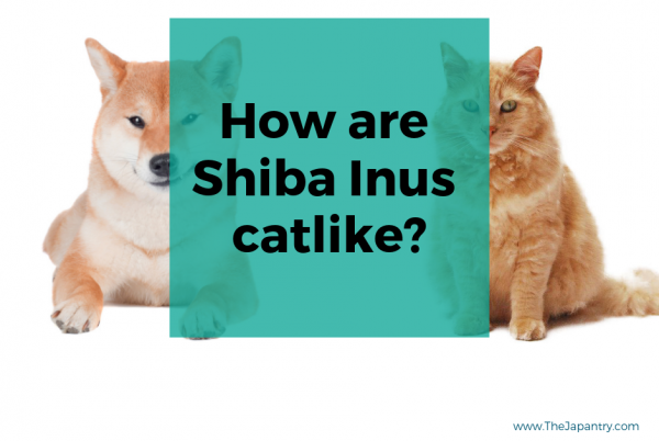 why-are-shiba-inus-considered-catlike