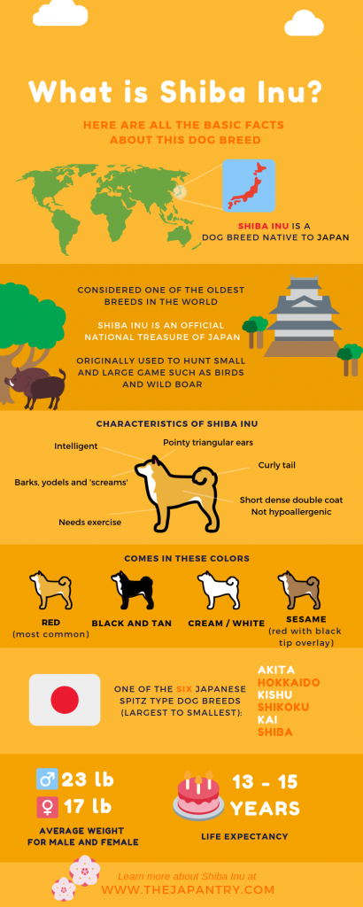 What is Shiba Inu Infographic