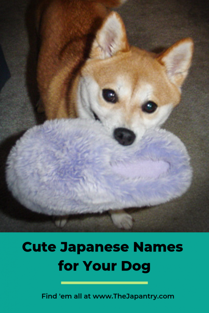 Cute Japanese names for your dog | The Japantry