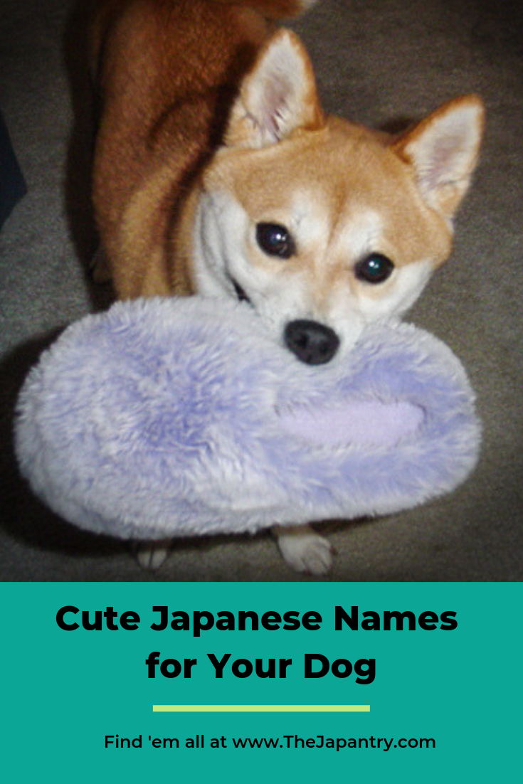 Cute Japanese Names For Your Dog The Japantry   Pin Cute Japanese Dog Names 