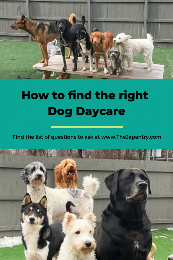 Pinterest graphic for how to find the right dog daycare