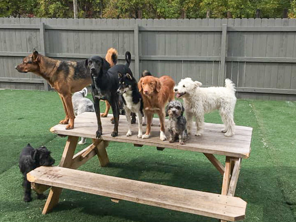 how-to-find-right-dog-daycare