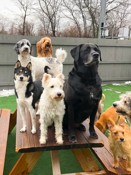 Rocket with dog friends at daycare