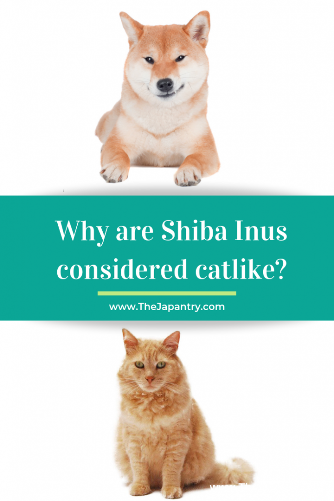 Pinterest graphic for why are Shiba Inus considered catlike