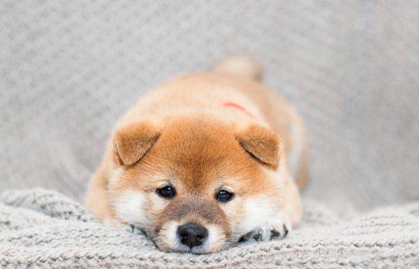 Essential Tools For Shiba Inu Owners The Japantry