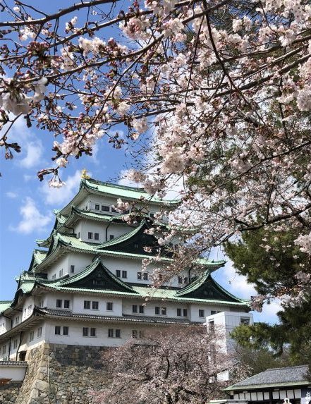 Nagoya Castle in the Spring with cherry blossom