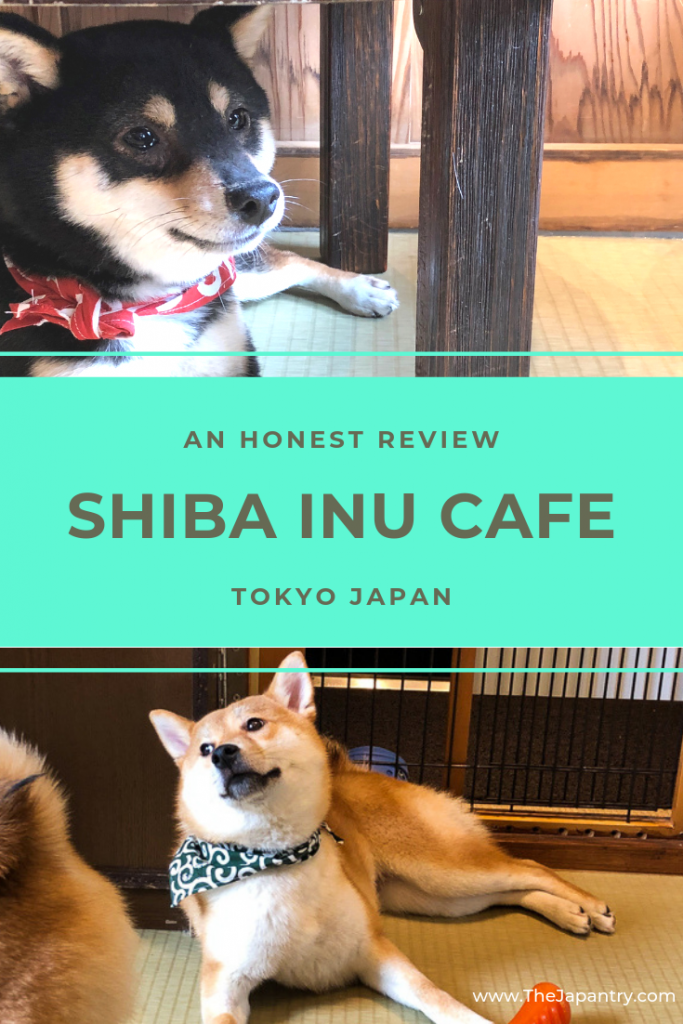 Shiba Inu Cafe Review - Tokyo Japan | The Japantry