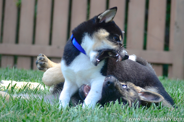 Shiba Inu puppy play fighting