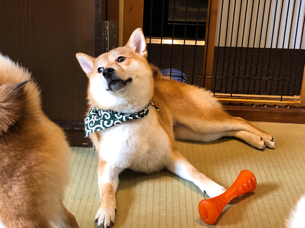 do shiba inus bite a lot