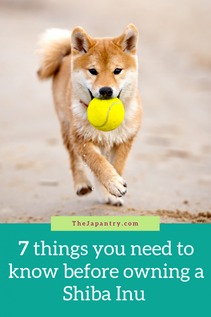 Pinterest graphic for things you need to know before owning a Shiba Inu