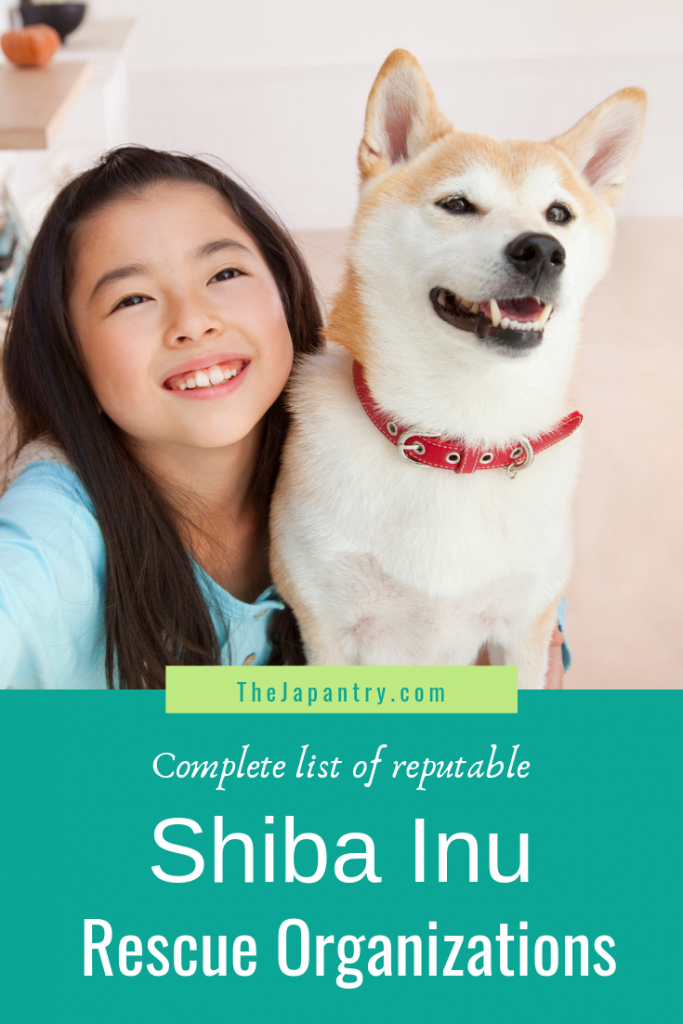 Pinterest graphic for List of Shiba Inu Rescue Organizations in the U.S.