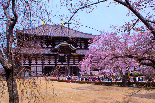 Planning a trip to Japan during cherry blossom - at Todaiji in Nara