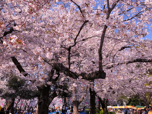 Cherry Blossom Time in Japan