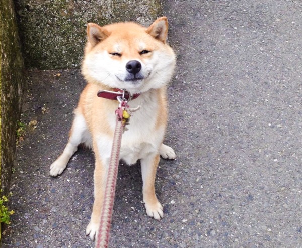 shiba inu stubborn walk know before things refusing she down decides hit done